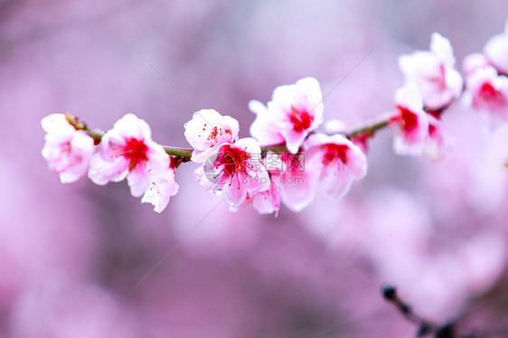 西藏林芝桃花特写图片