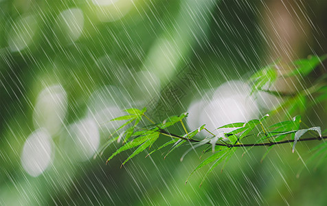 春天的雨水雨水季节高清图片