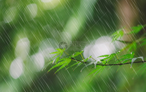 春天的雨水图片