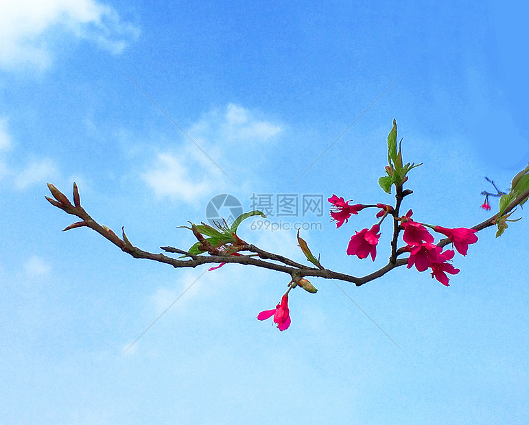 一枝花