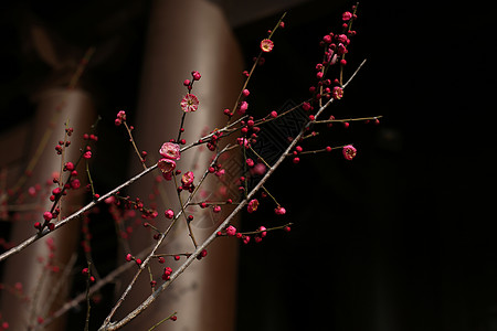 春梅背景图片