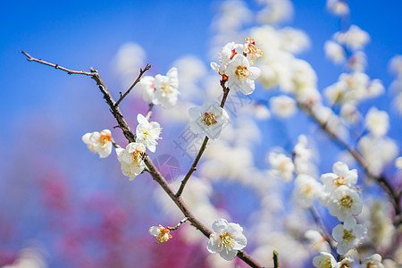 腊梅花上海世纪公园踏青背景