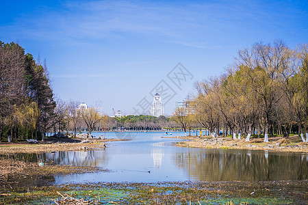 上海世纪公园踏青背景图片