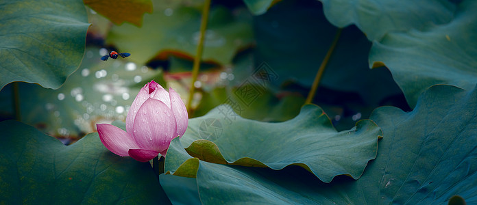 红色花朵荷之韵背景