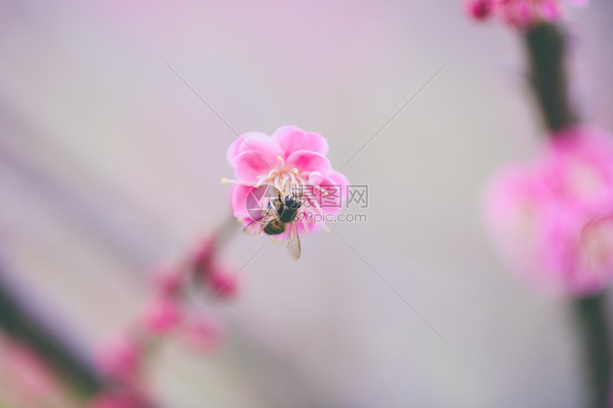 春暖花开图片