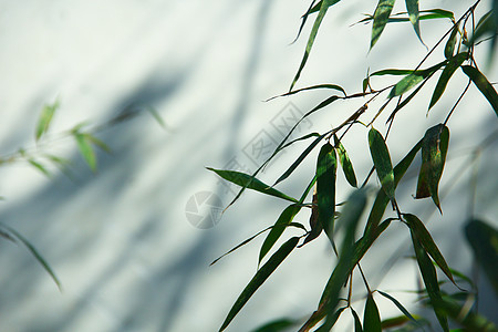 墙上光影春天绿色的竹叶背景