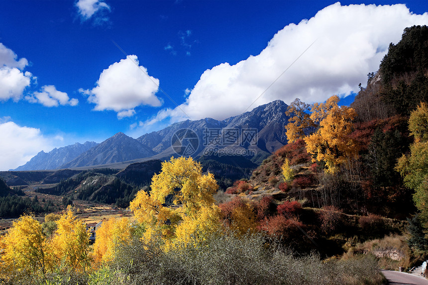 山花烂漫图片