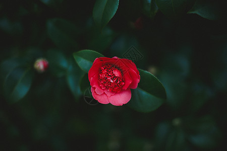 白山茶花春天的山茶花背景