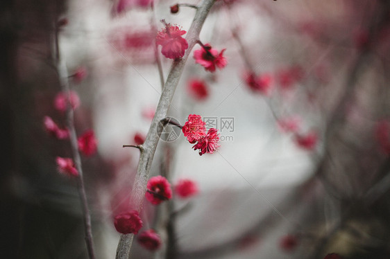 冬季梅花景物图图片
