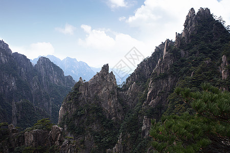 早春黄山高山风景黄山松高清图片