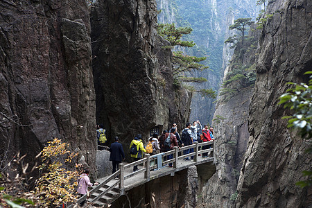 早春黄山安徽旅游黄山松高清图片