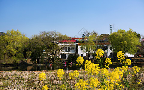 安徽建筑油菜花漫城乡安徽潜山背景