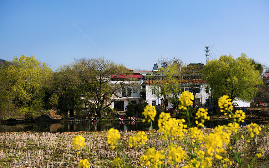 油菜花漫城乡安徽潜山图片