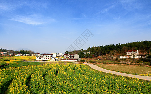 安徽潜山的油菜花高清图片