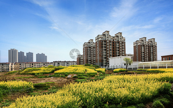 住宅前的油菜花图片