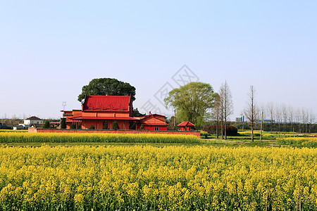 油菜花开春漫城乡背景