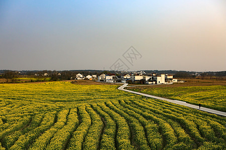 安徽建筑广阔的油菜花田背景