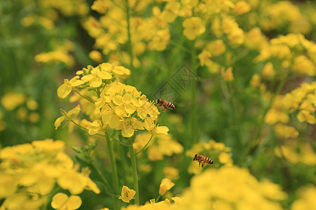 油菜花油菜花蜜高清图片