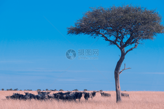 肯尼亚马赛马拉草原上的动物图片