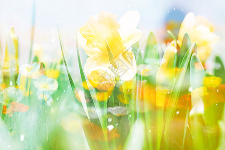 春色花朵梦幻背景图片