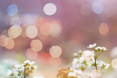 花朵光斑背景图图片
