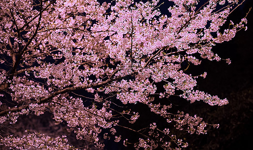 武汉大学樱花季武汉大学夜樱樱花背景