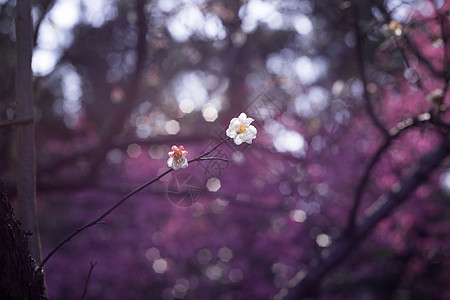 梅花图片