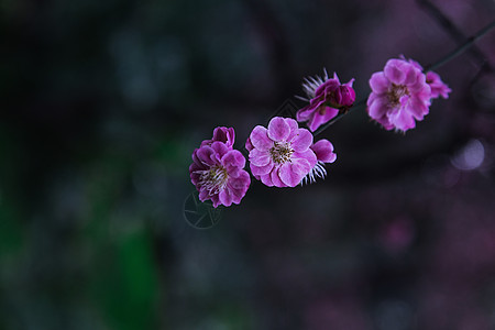 梅花背景图片