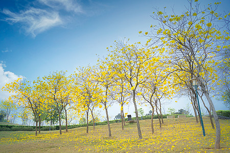 树木草地公园中唯美的黄花风铃木背景