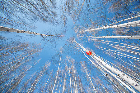 冬天树林雪中白桦林背景