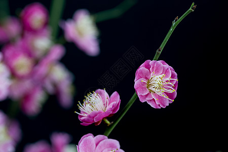 墙角数枝梅梅花朵朵知春来背景