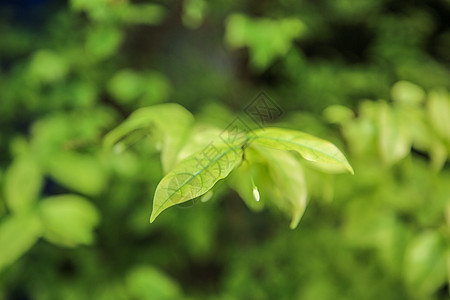 雨后的绿叶背景图片