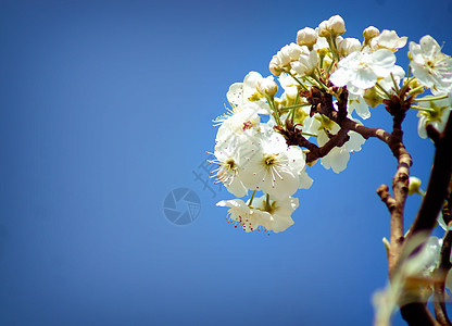 ps素材花儿天空下的梨花背景背景