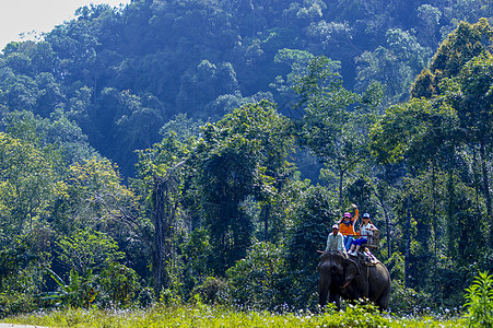 大象喷水西双版纳原始森林背景