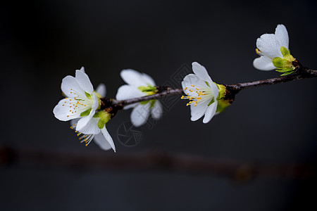 春暖花开图片