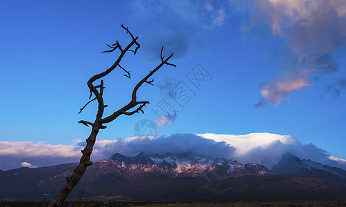 云雾缭绕的山枯树逢春背景