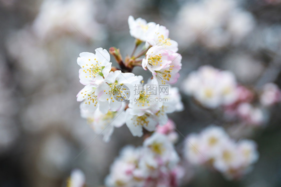 樱花图片