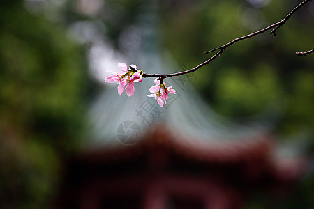 鲜花开放朵朵春天公园里美丽的花朵背景