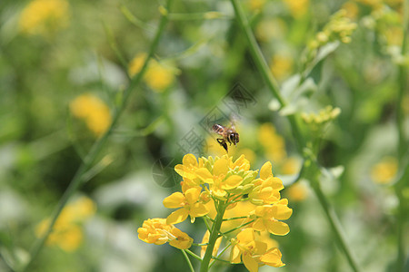 采蜜 油菜花图片