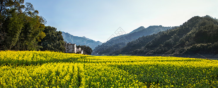 竹林阳光安徽歙县新安江春天的田园油菜花海风光背景