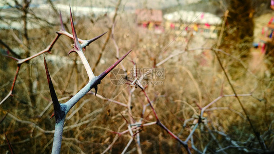 一路荆棘满身刺