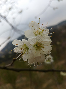 梨花与世无争高清图片