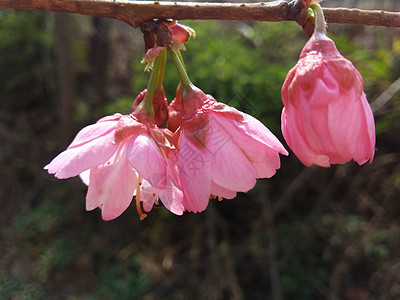 樱花开放与世无争高清图片