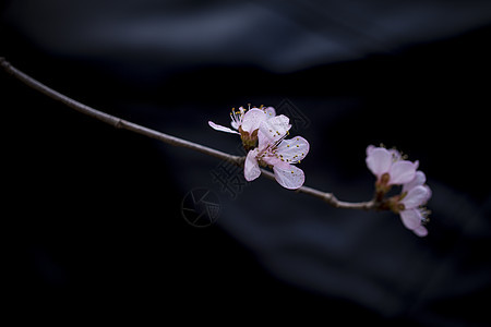 三月梅花图片