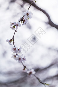 三月梅花背景图片