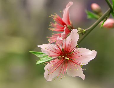 桃花桃花特写高清图片