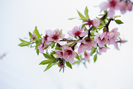春暖花开粉红色桃花春色高清图片素材