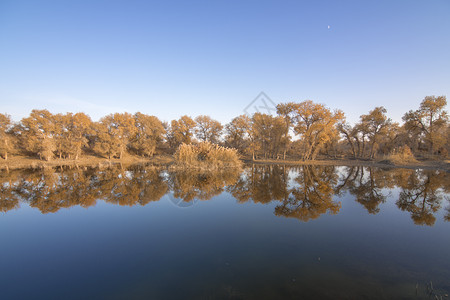 胡杨秋色新疆塔克拉玛干沙漠水胡杨背景