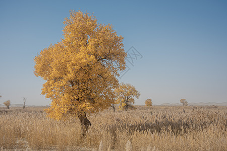 风景摄影新疆塔克拉玛干大漠沙漠胡杨金秋黄叶芦苇背景