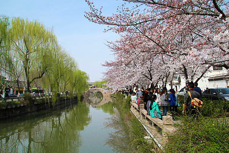 樱花盛开琴川樱花高清图片